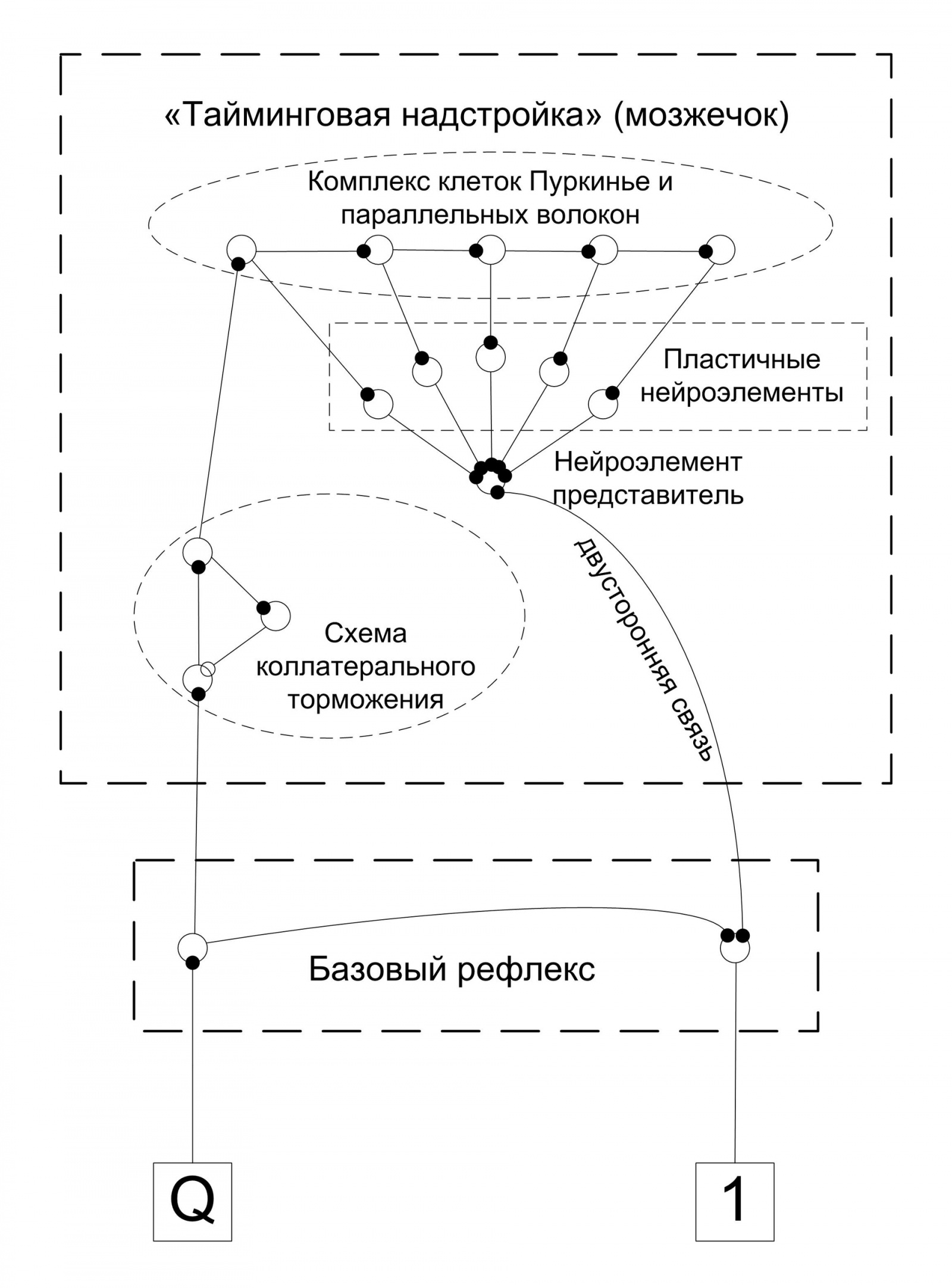 Удивительный мозжечок - 8