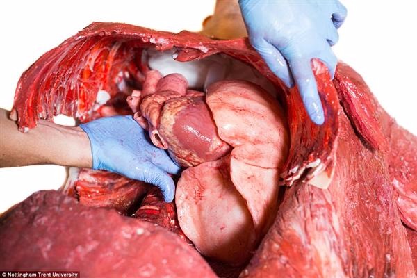 Учёные создали 3D-печатного человека с максимально реалистичными внутренними органами - 3 image