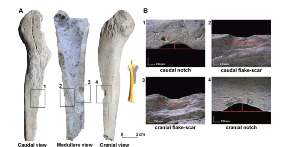 В Аргентине найдена стоянка людей, пришедших в Америку раньше культуры Кловис - 3 В Аргентине найдена стоянка людей, пришедших в Америку раньше культуры Кловис - 3