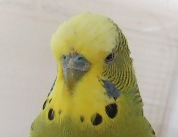 В любой сложной ситуации лети вправо. Почему птицы не сталкиваются в полёте - 3 В любой сложной ситуации лети вправо. Почему птицы не сталкиваются в полёте - 3