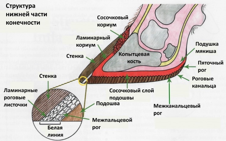 Легко ли положить корову на бок? - 2