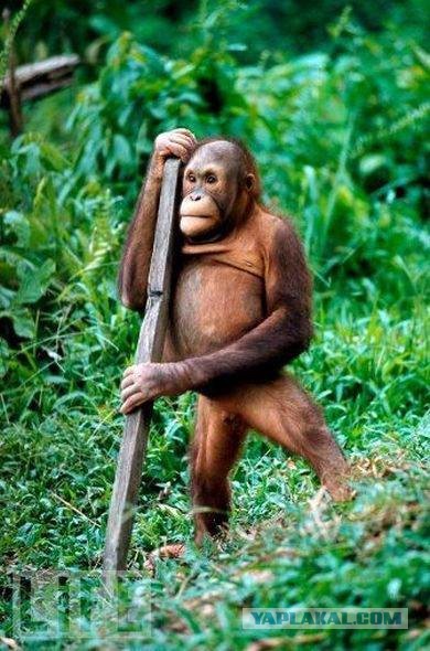 Физическая экономика для малышей, часть 2 - 5 Физическая экономика для малышей, часть 2 - 5