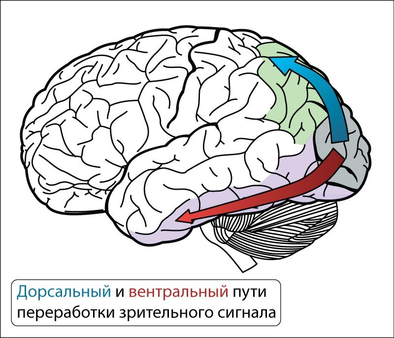 Структура и стартовые настройки мозга - 13