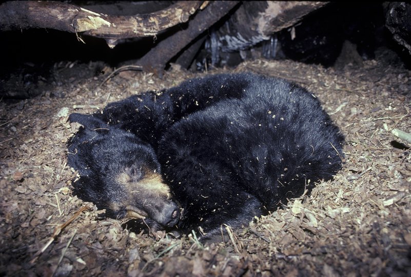 Что происходит с организмом медведя во время спячки? Комментарий специалиста - 1