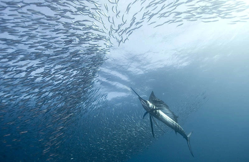 Наше первое приложение для Sailfish OS - 1 Наше первое приложение для Sailfish OS - 1