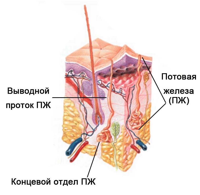 Японский робот Kengoro «потеет» при физической нагрузке - 2