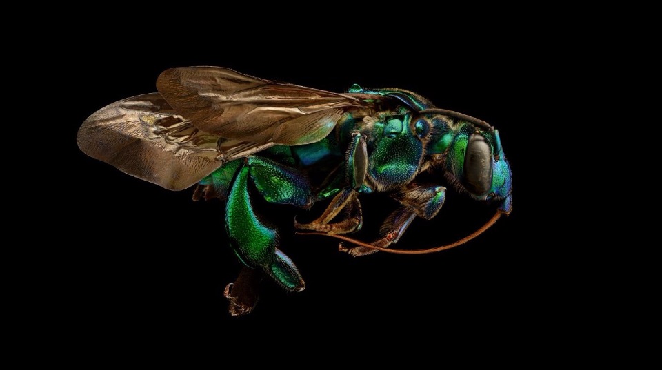 В Оксфордском музее собрали портреты насекомых из десятков тысяч макро-фотографий - 5