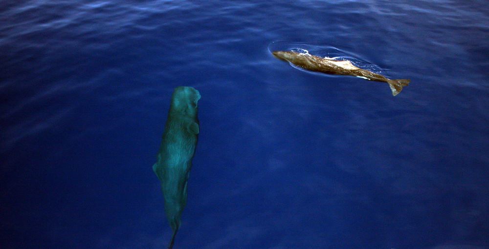 В методах общения кашалотов обнаружили признаки культуры - 2 В методах общения кашалотов обнаружили признаки культуры - 2