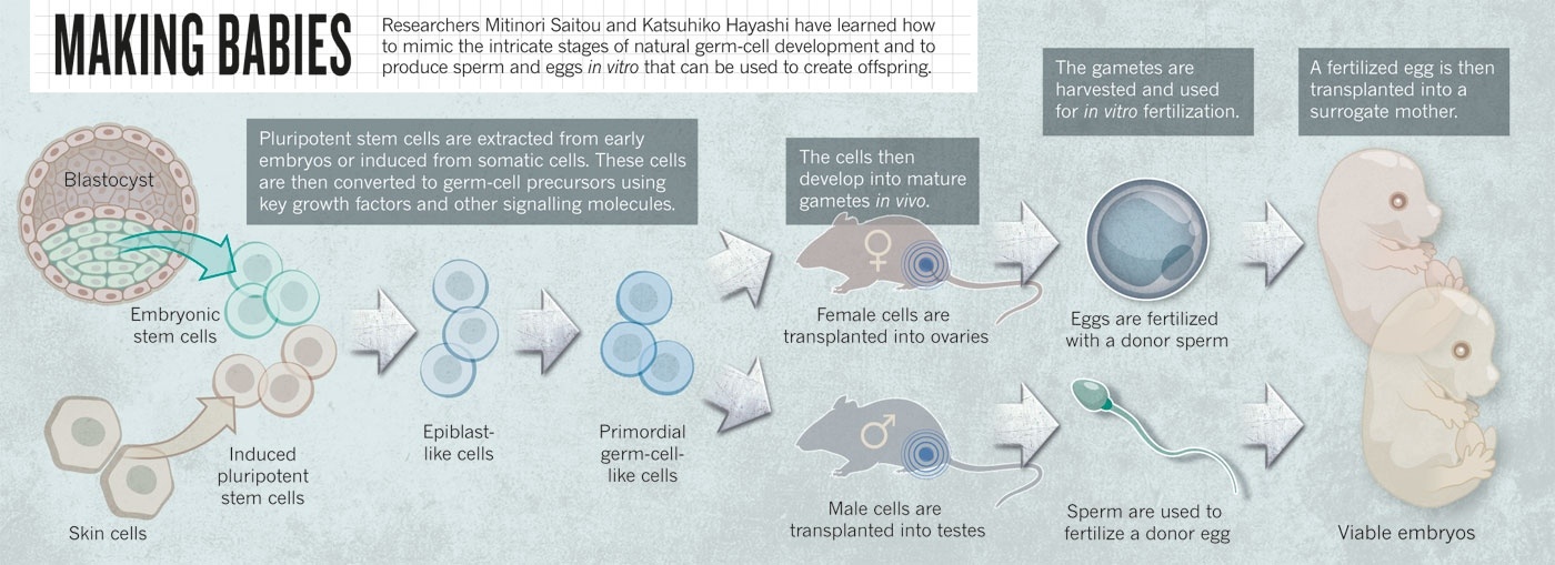 Японские ученые вырастили яйцеклетки из мышиных клеток кожи - 2