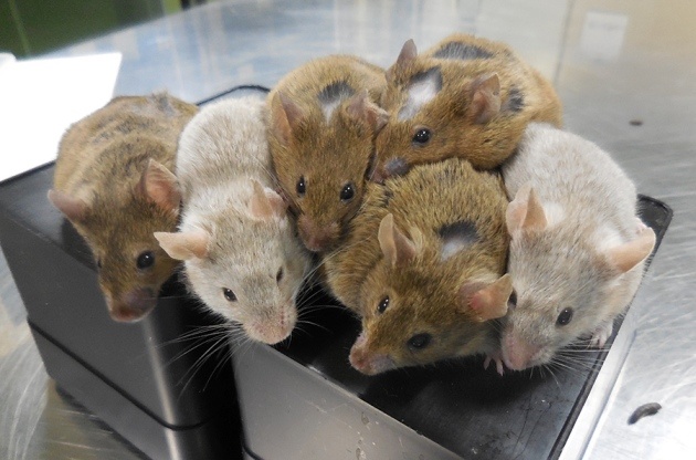 Японские ученые вырастили яйцеклетки из мышиных клеток кожи - 3