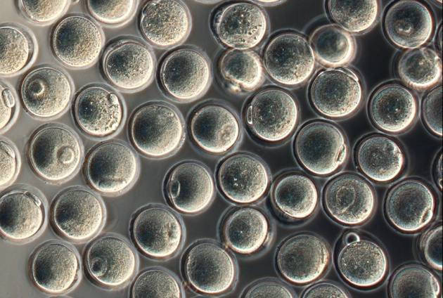 Японские ученые вырастили яйцеклетки из мышиных клеток кожи - 1