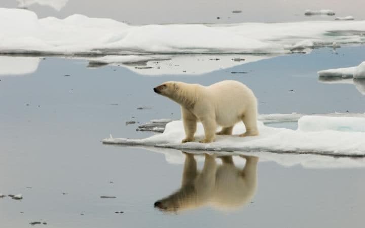 Эксперты предсказывали исчезновение арктического льда к сентябрю 2016 — и ошиблись - 6