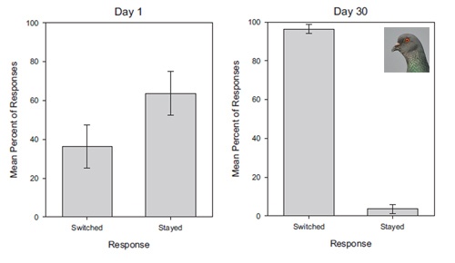 Голуби брутфорсят парадокс Монти Холла лучше людей - 5 Голуби брутфорсят парадокс Монти Холла лучше людей - 5