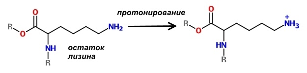 Фармакологическая модуляция памяти. Часть 2 - 4