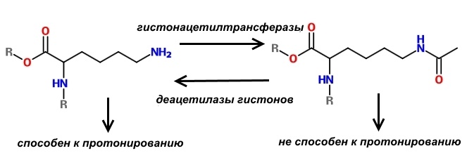 Фармакологическая модуляция памяти. Часть 2 - 6