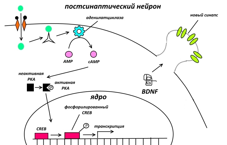 Фармакологическая модуляция памяти. Часть 2 - 7