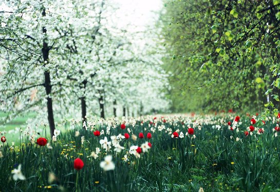 Ученые рассказали, каким образом растения чувствуют весну