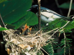 Голодные игры: всегда ли честность – лучшая политика для животных? - 2 Голодные игры: всегда ли честность – лучшая политика для животных? - 2