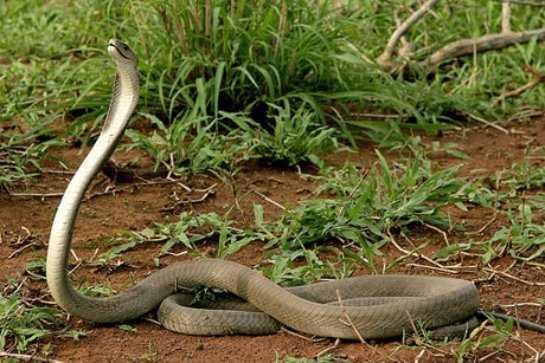 Зрение человека хорошо определяет змей и меньше — других животных