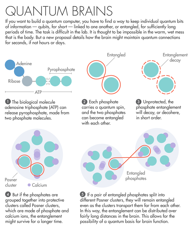 Новый поворот в квантовой теории мозга - 3