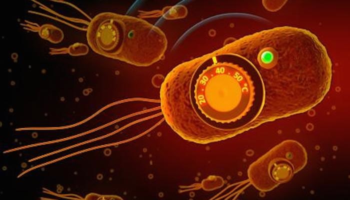 Ученые создали термопереключатель для бактерий, чтобы управлять доставкой лекарств - 1 image