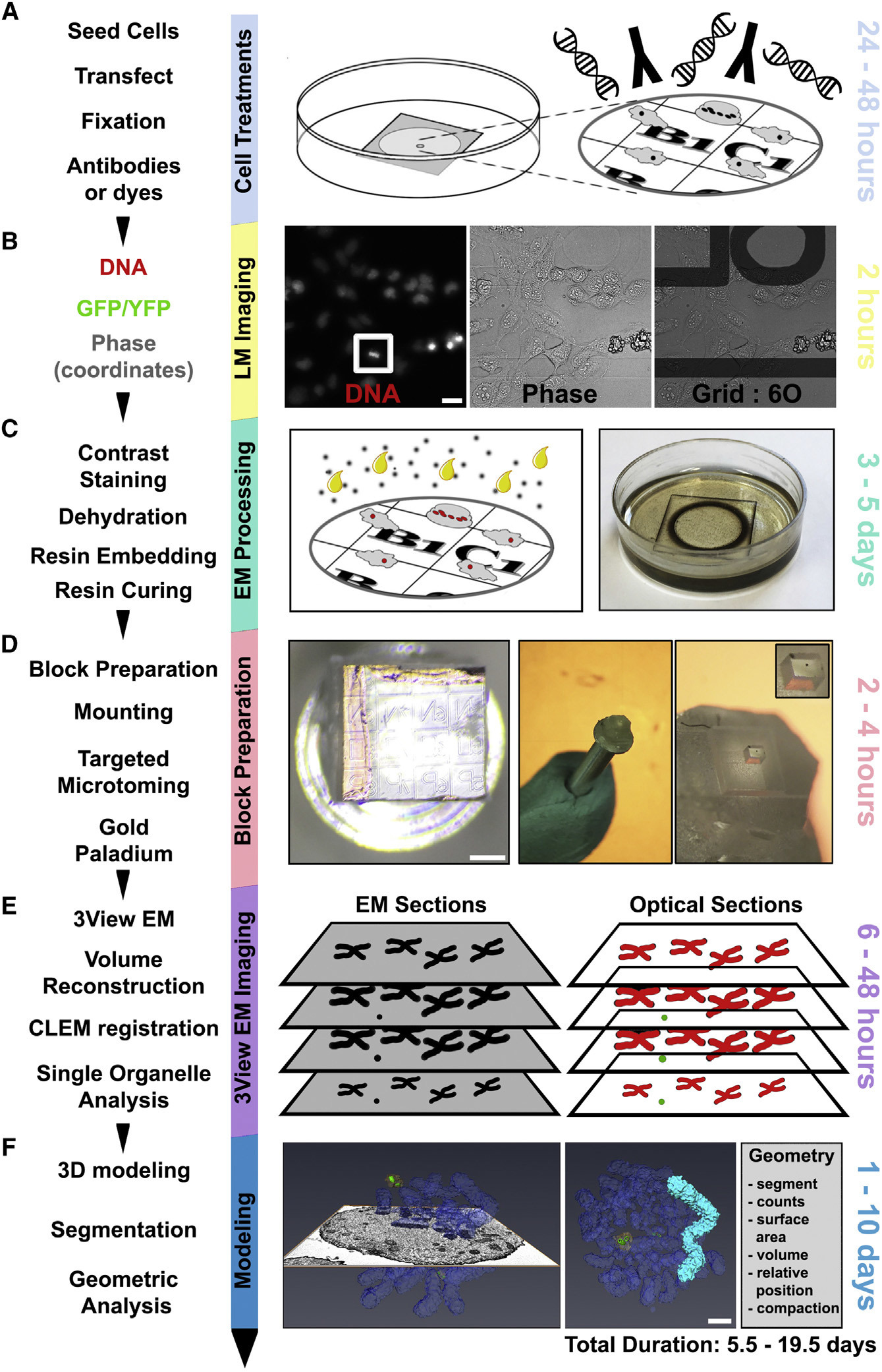 ДНК составляет лишь половину объёма хромосом. Всё остальное — оболочка неизвестной функциональности - 2 ДНК составляет лишь половину объёма хромосом. Всё остальное — оболочка неизвестной функциональности - 2