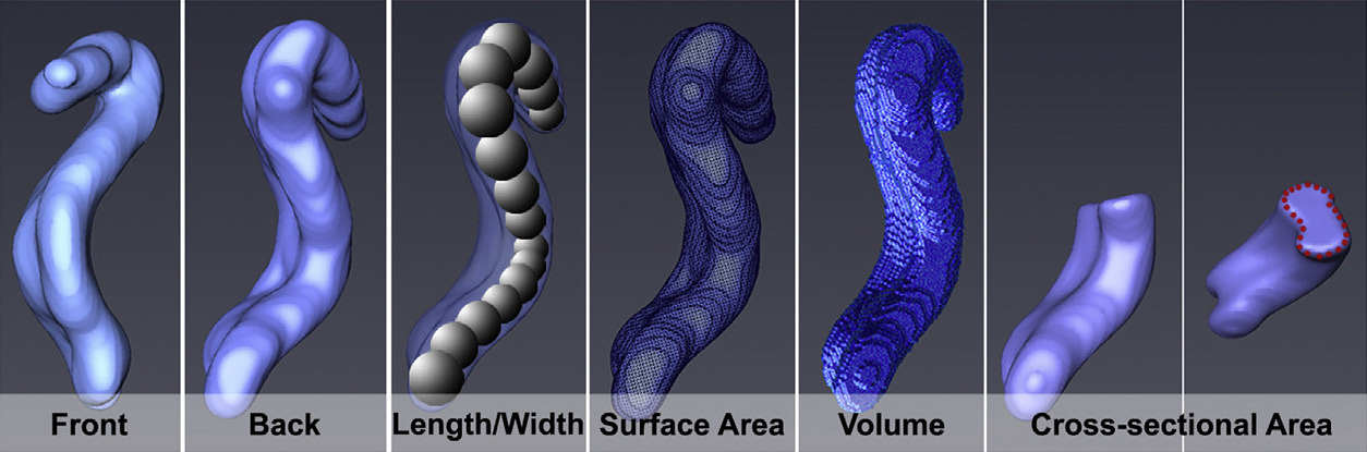 ДНК составляет лишь половину объёма хромосом. Всё остальное — оболочка неизвестной функциональности - 1 ДНК составляет лишь половину объёма хромосом. Всё остальное — оболочка неизвестной функциональности - 1