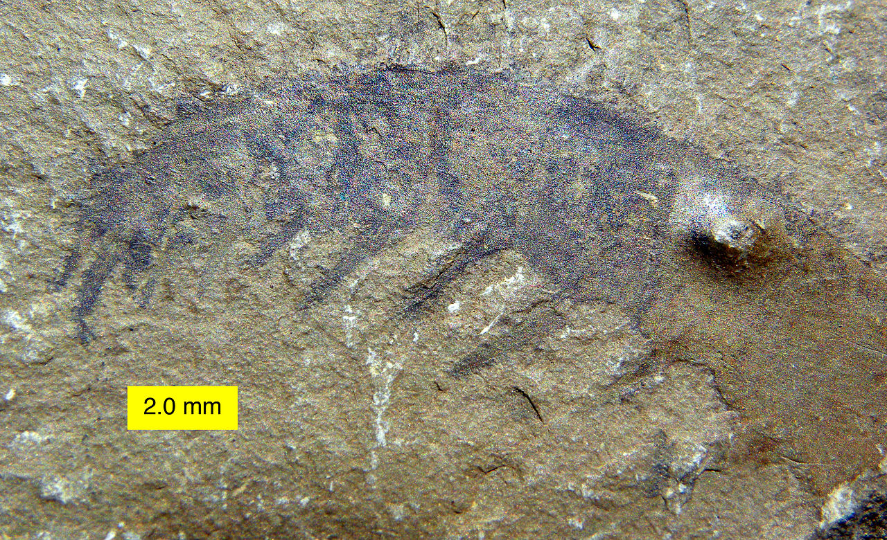 «Ископаемая креветка» аномалокарис и его сложные фасетчатые глаза - 2