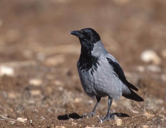 Ученые назвали птицу, которая умеет считать