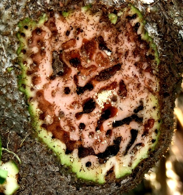 Муравьи на Фиджи примерно 3 млн лет назад научились выращивать фрукты - 4