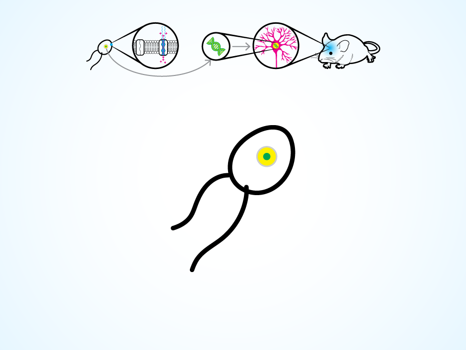 Исследователи управляют поведением мыши с помощью беспроводного нейроимпланта - 2 image