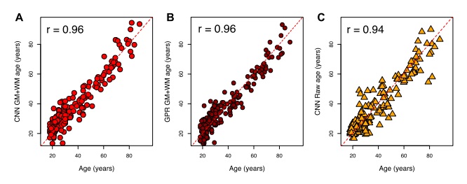 Нейросеть научилась определять возраст мозга по МРТ - 3 image