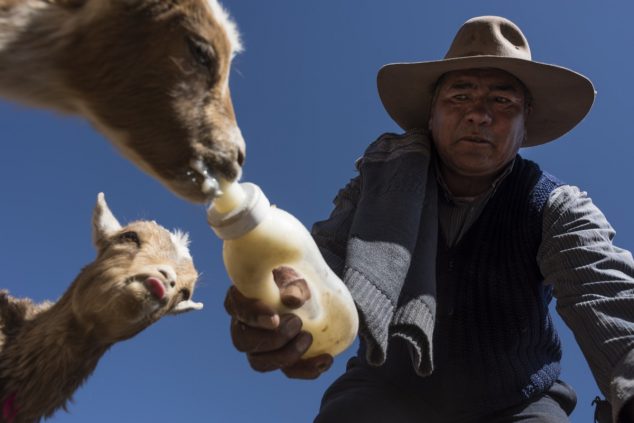 У дома на окраине Сускеса Хиполито Гузман кормит коз молочной смесью. Он и другие скотоводы обвиняют литиевые заводы в снижении уровня грунтовых вод и сокращении пастбищных площадей
