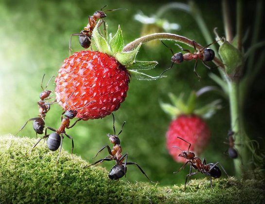 Ученые решили спрогнозировать последствия глобального потепления по муравьям