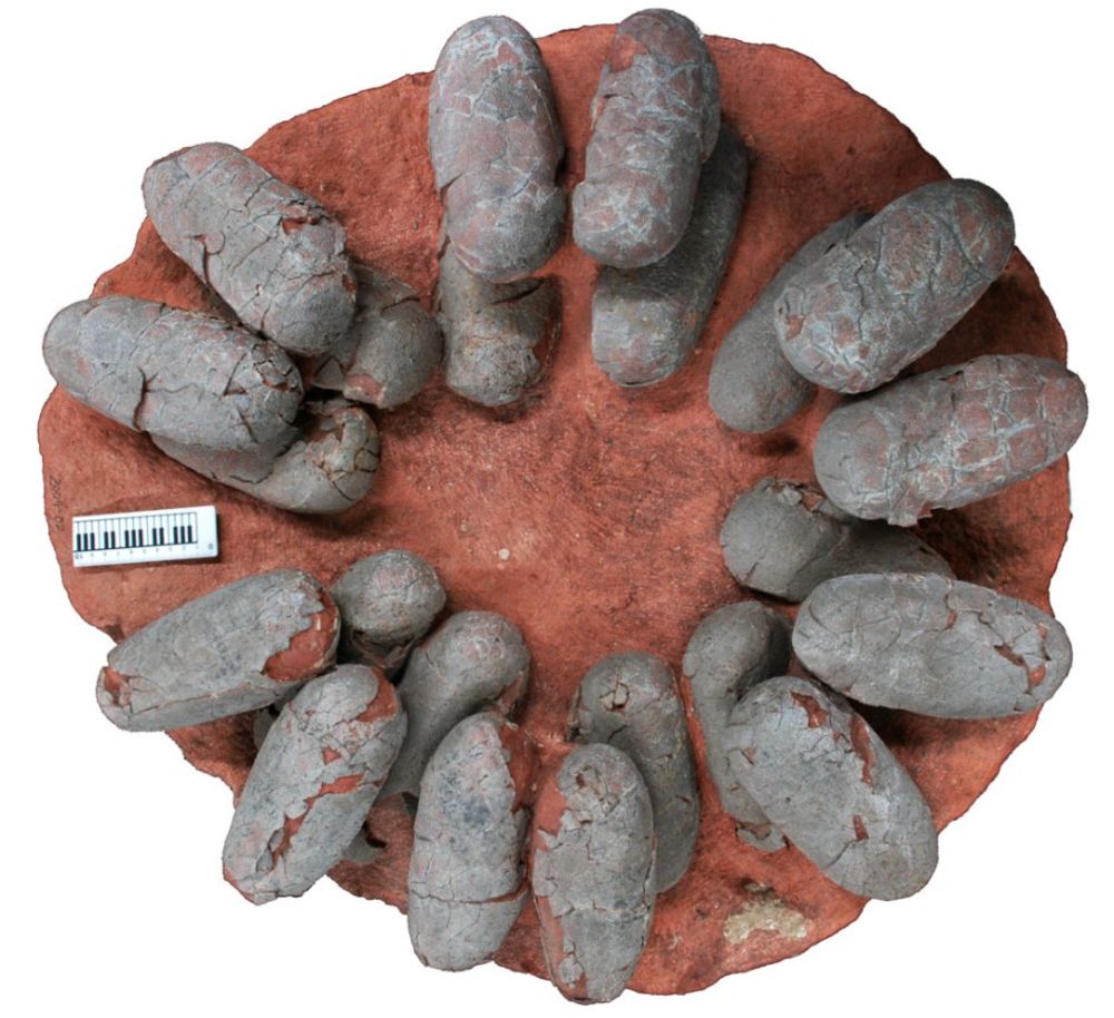 Яйца динозавров как источник информации о жизни древних обитателей Земли - 3 Яйца динозавров как источник информации о жизни древних обитателей Земли - 3