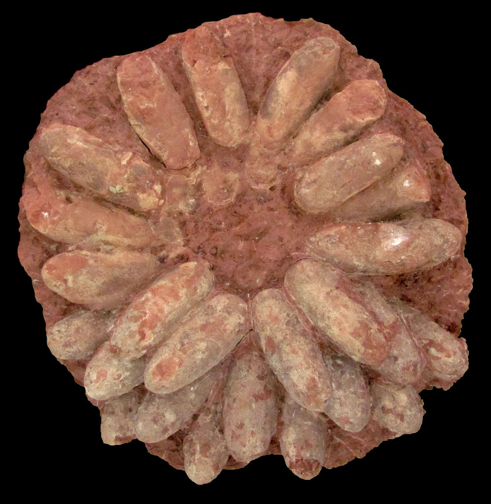 Яйца динозавров как источник информации о жизни древних обитателей Земли - 1 Яйца динозавров как источник информации о жизни древних обитателей Земли - 1