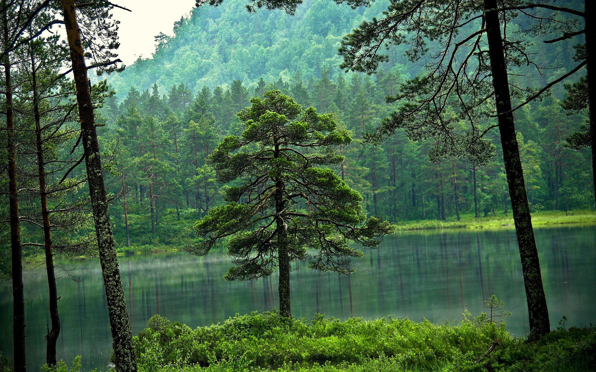 Готовим ORM, не отходя от плиты. Генерируем SQL — запрос на основе бинарных деревьев выражений - 1 image