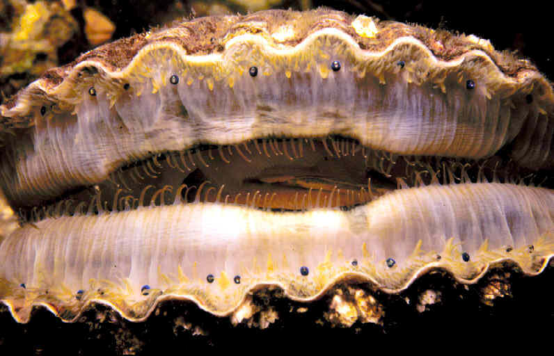 Морской гребешок и его удивительные глаза - 1