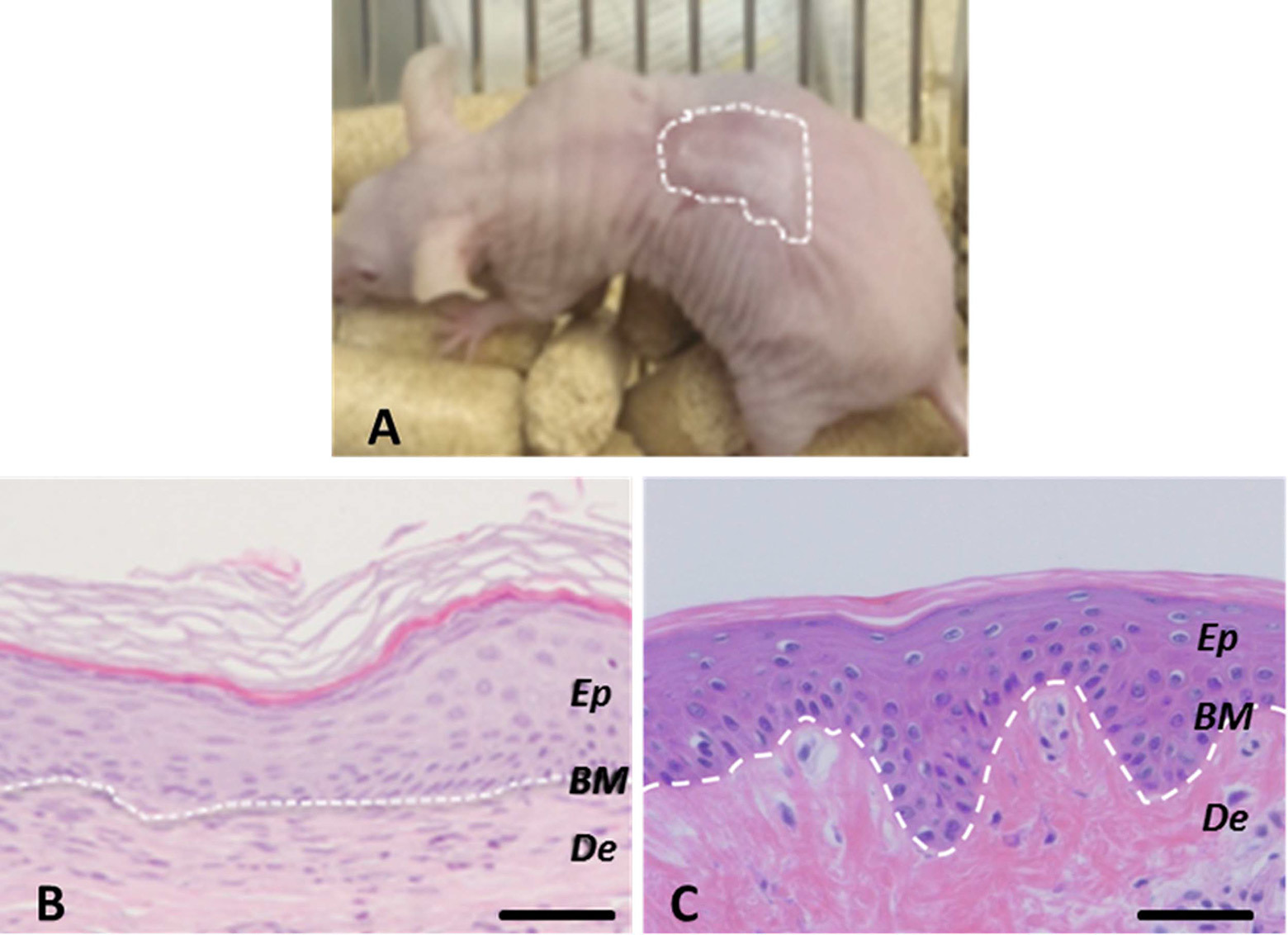 3D-принтер на Arduino печатает функциональную человеческую кожу - 3 3D-принтер на Arduino печатает функциональную человеческую кожу - 3