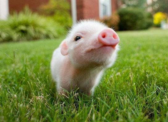 Американские ученые начали выращивать химер, соединяющих свинью и человека
