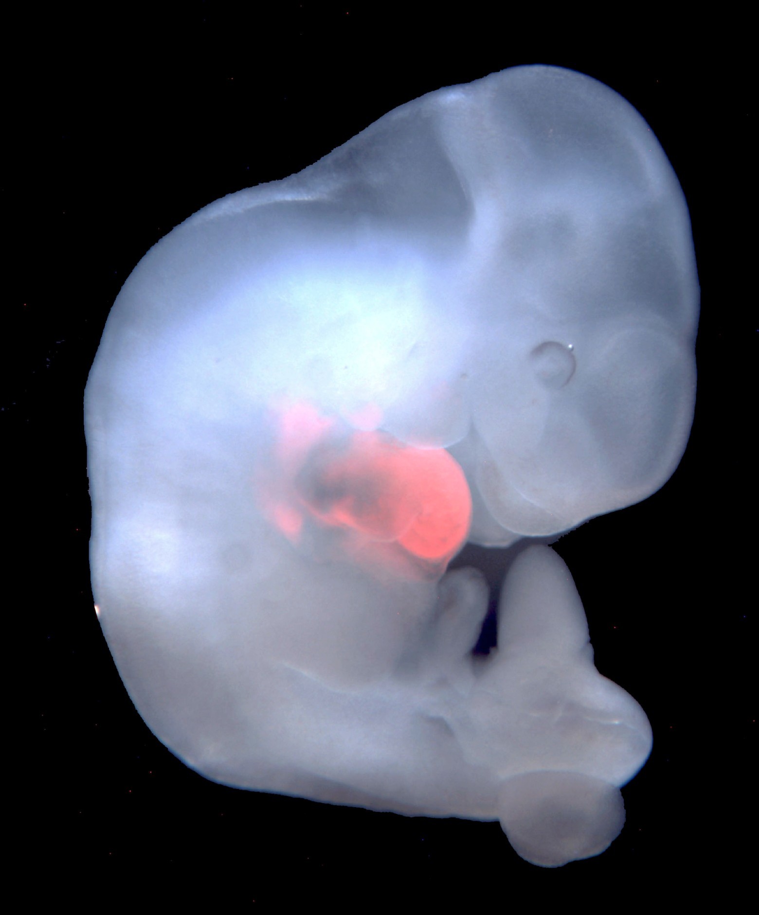 Генетики вырастили 4-недельный эмбрион свиньи с зачатками человеческих органов - 2
