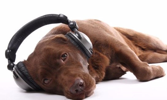 Ученые определили, какую музыку любят собаки