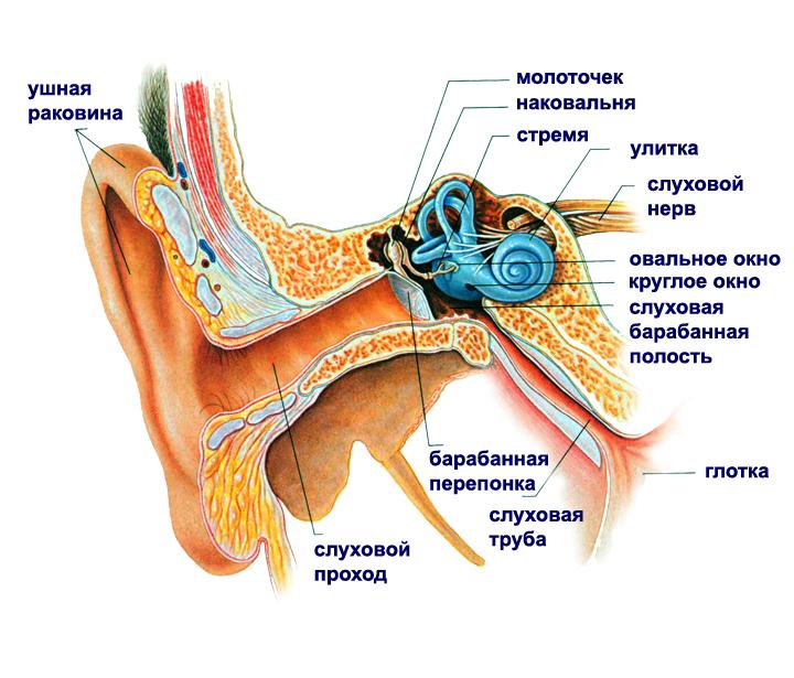 Логика сознания. Часть 11. Естественное кодирование зрительной и звуковой информации - 20