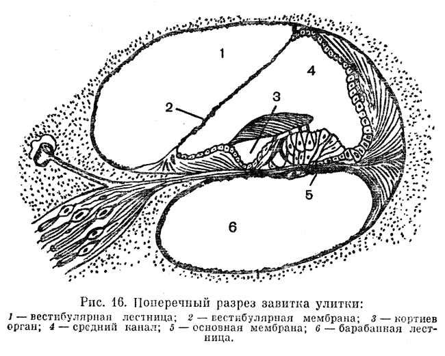 Логика сознания. Часть 11. Естественное кодирование зрительной и звуковой информации - 22