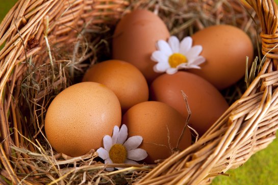 Куриные яйца помогают предотвратить инсульт