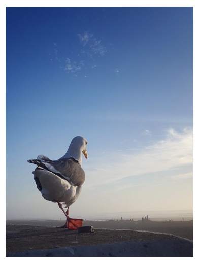 Как мы не прошли в Y Combinator “…план по прибыли простой — тут наркотики легальны, $70 косяк...” - 3 Как мы не прошли в Y Combinator “…план по прибыли простой — тут наркотики легальны, $70 косяк...” - 3