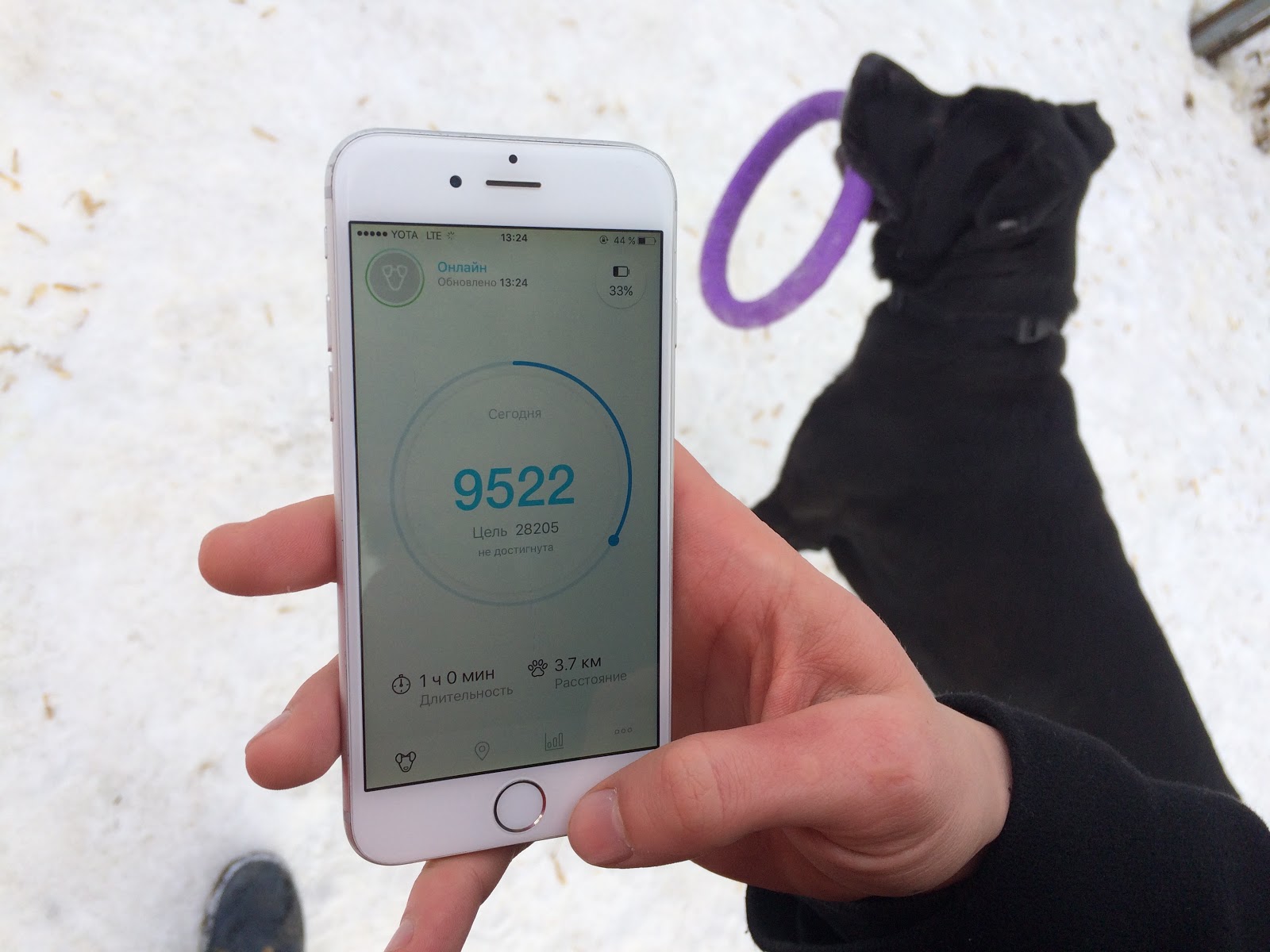 Тестируем на животных: как работает GPS-трекер для собак Mishiko в Москве? - 15