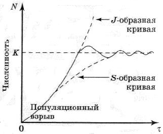 О роли сигмоиды в жизни индивида - 7 image