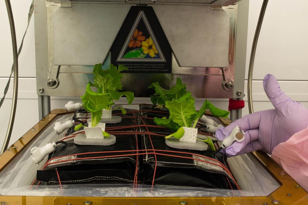 Овощи для астронавтов: как растят свежую зелень в лабораториях НАСА - 3