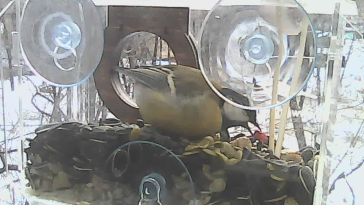 Умная кормушка: Machine Learning, Raspberry Pi, Telegram, немножко магии обучения + инструкция по сборке - 8 Умная кормушка: Machine Learning, Raspberry Pi, Telegram, немножко магии обучения + инструкция по сборке - 8